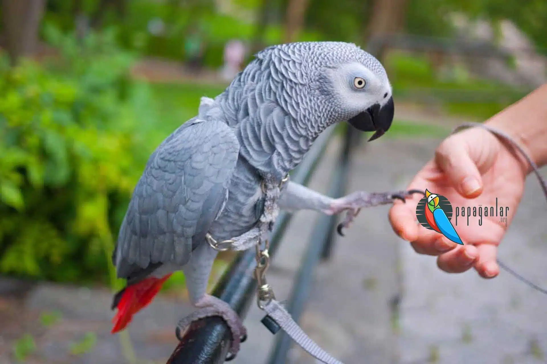 gray parrot from the owner