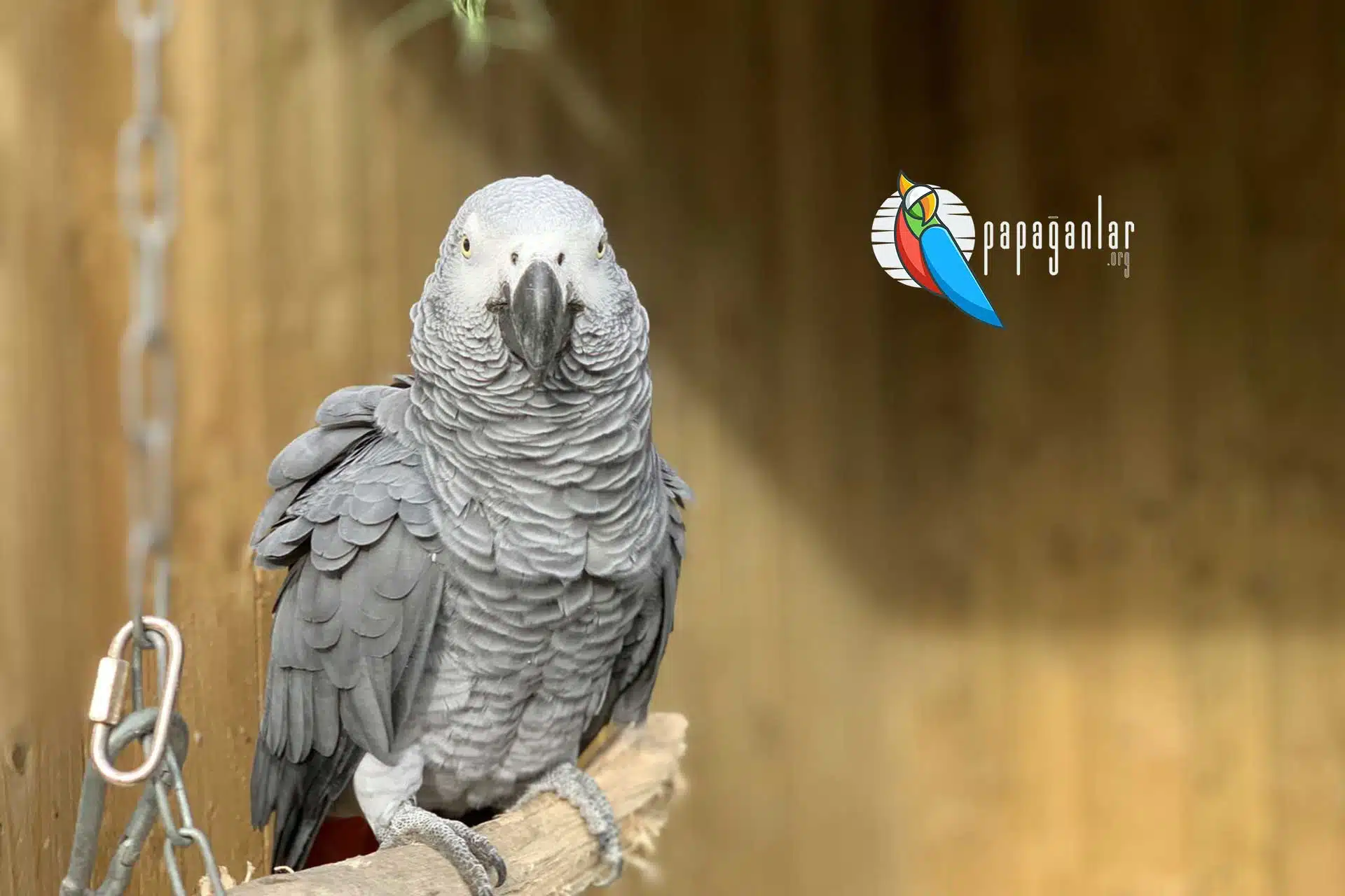 gray parrot for sale