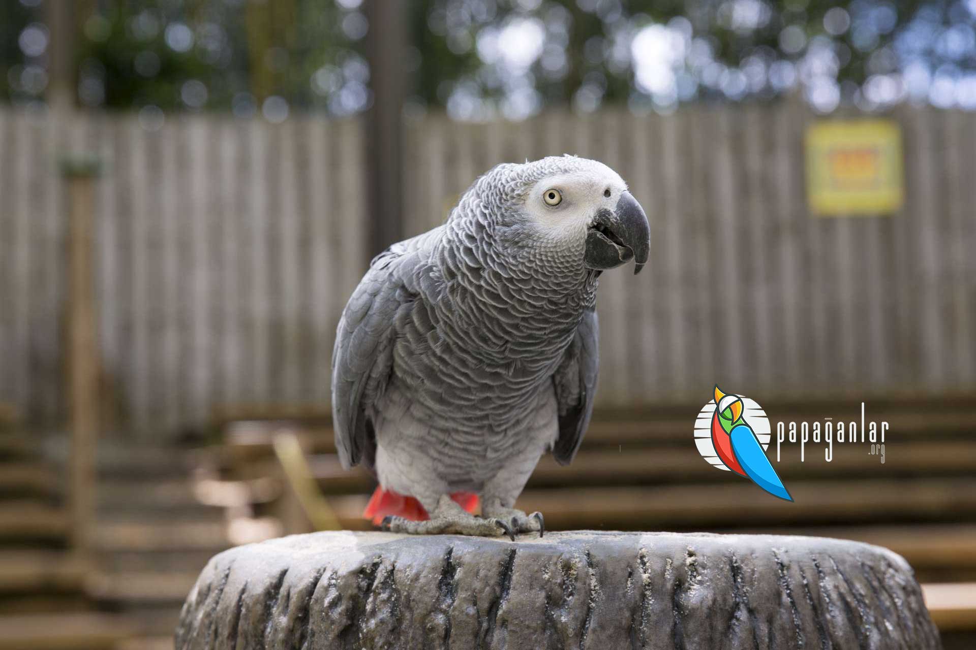 buy gray parrot