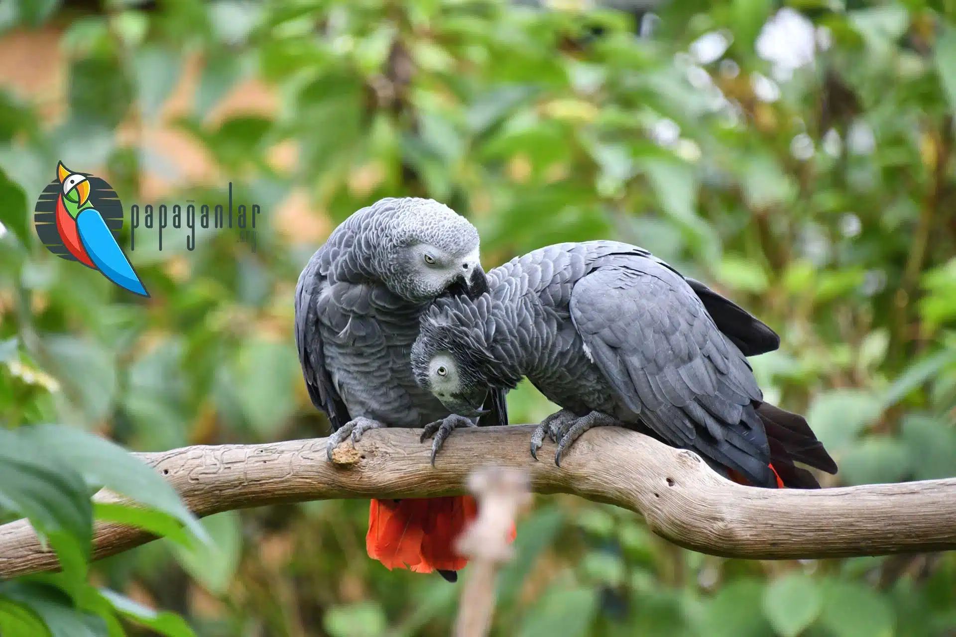 gray parrot sale