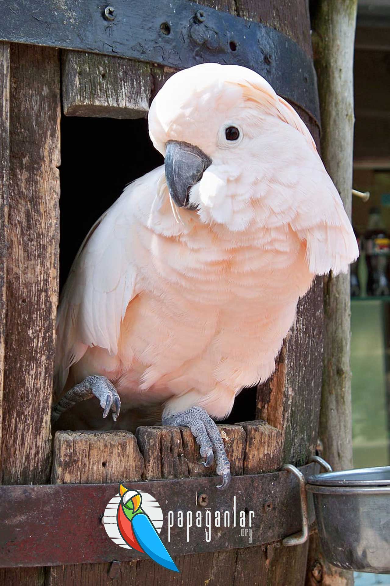 cockatoo bird price