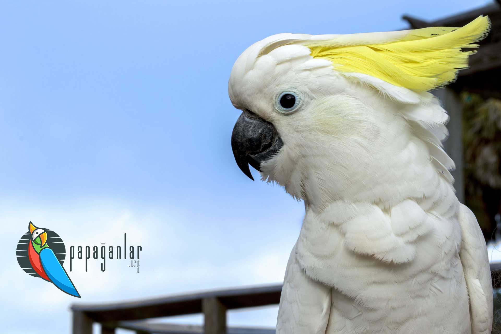 Cockatoo Parrot prices 2022