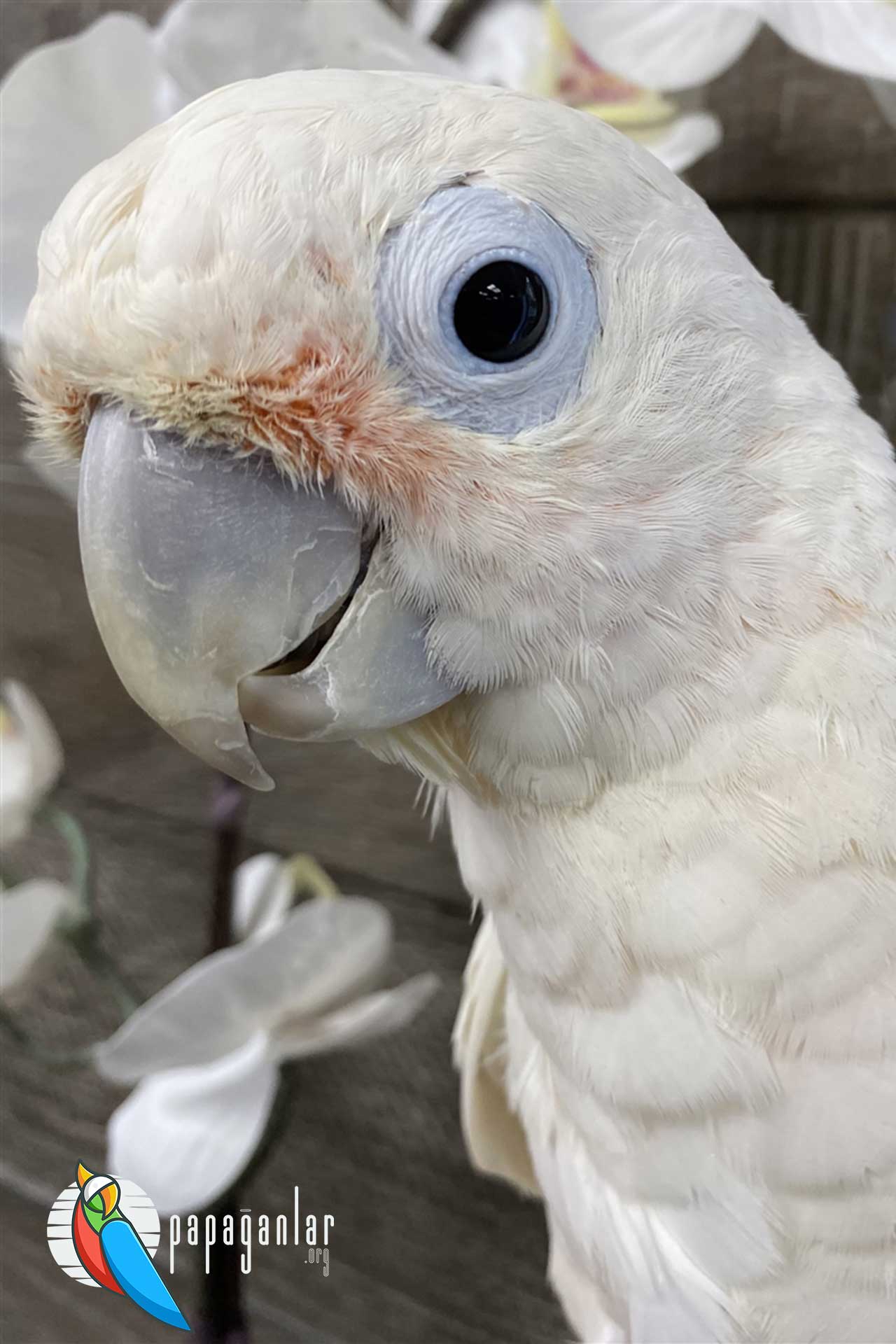 cockatoo parrot prices pet shop