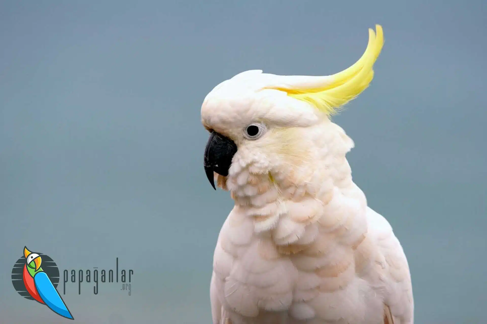 buy cockatoo parrot