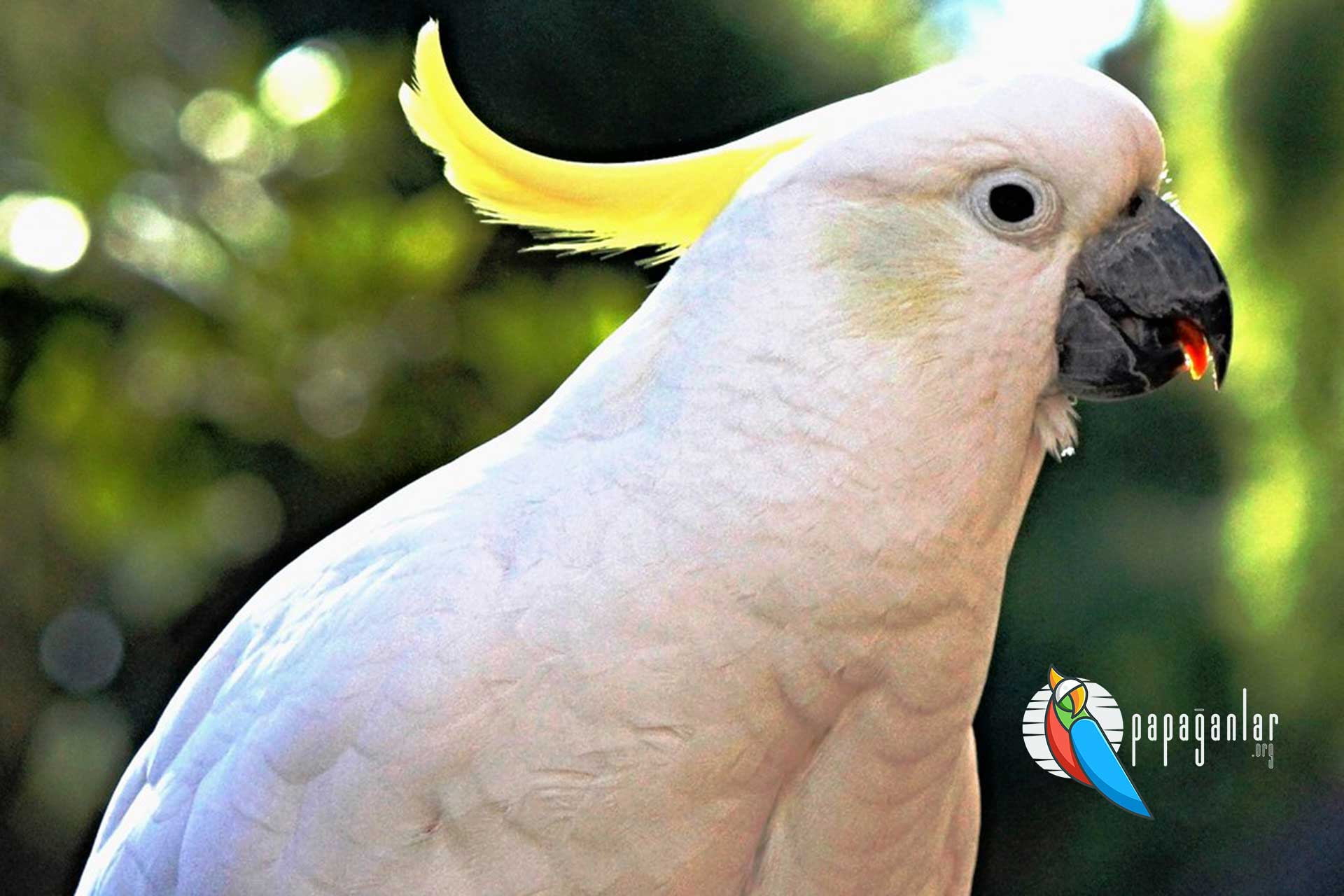 Kakadu Papağanı fiyat 2021