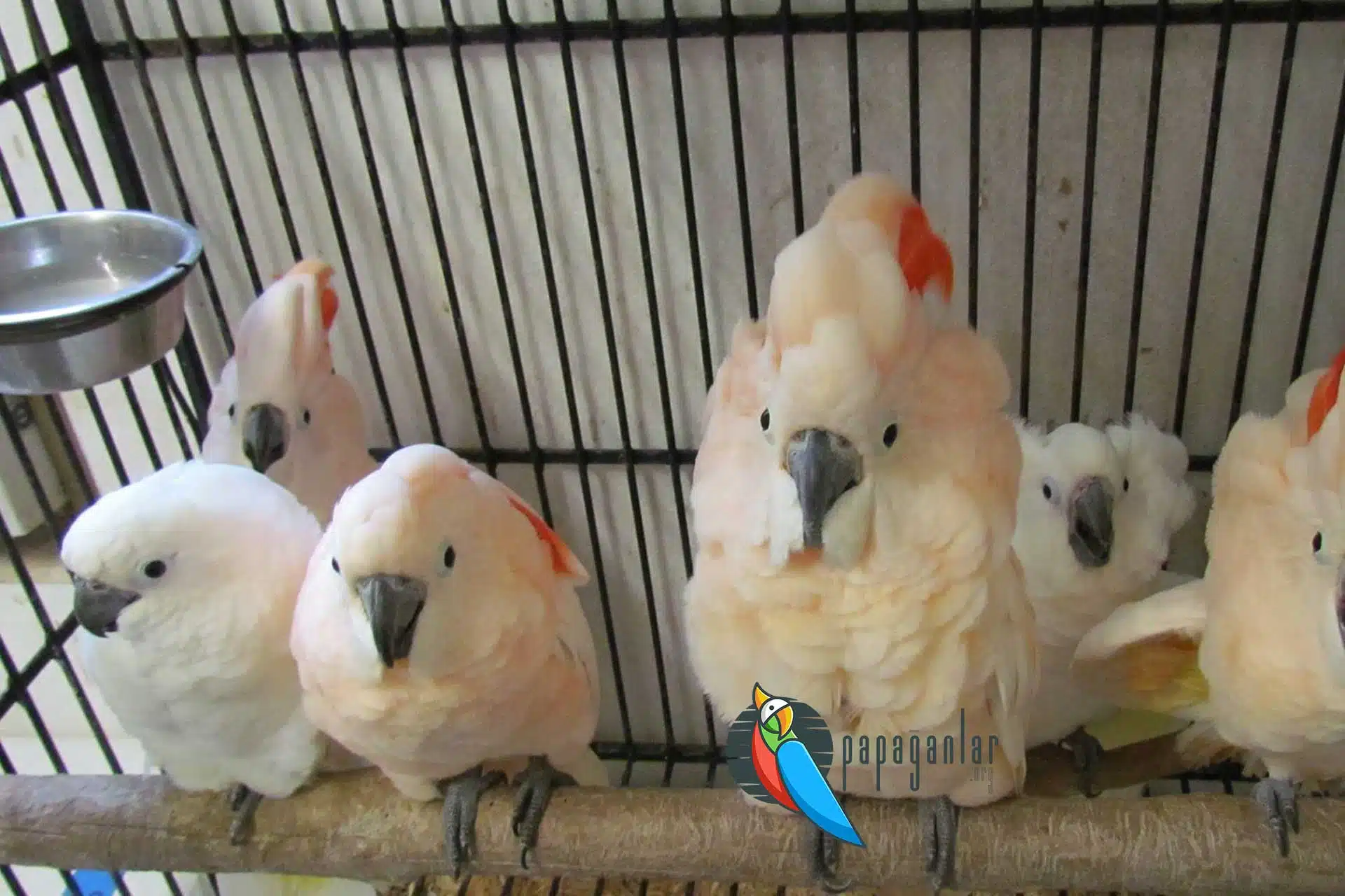 Cockatoo Parrot price puppies