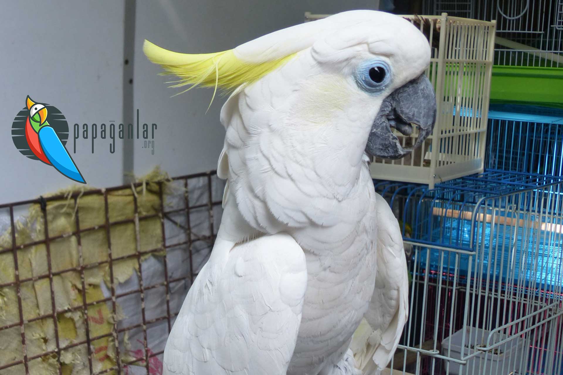Cockatoo Parrot price