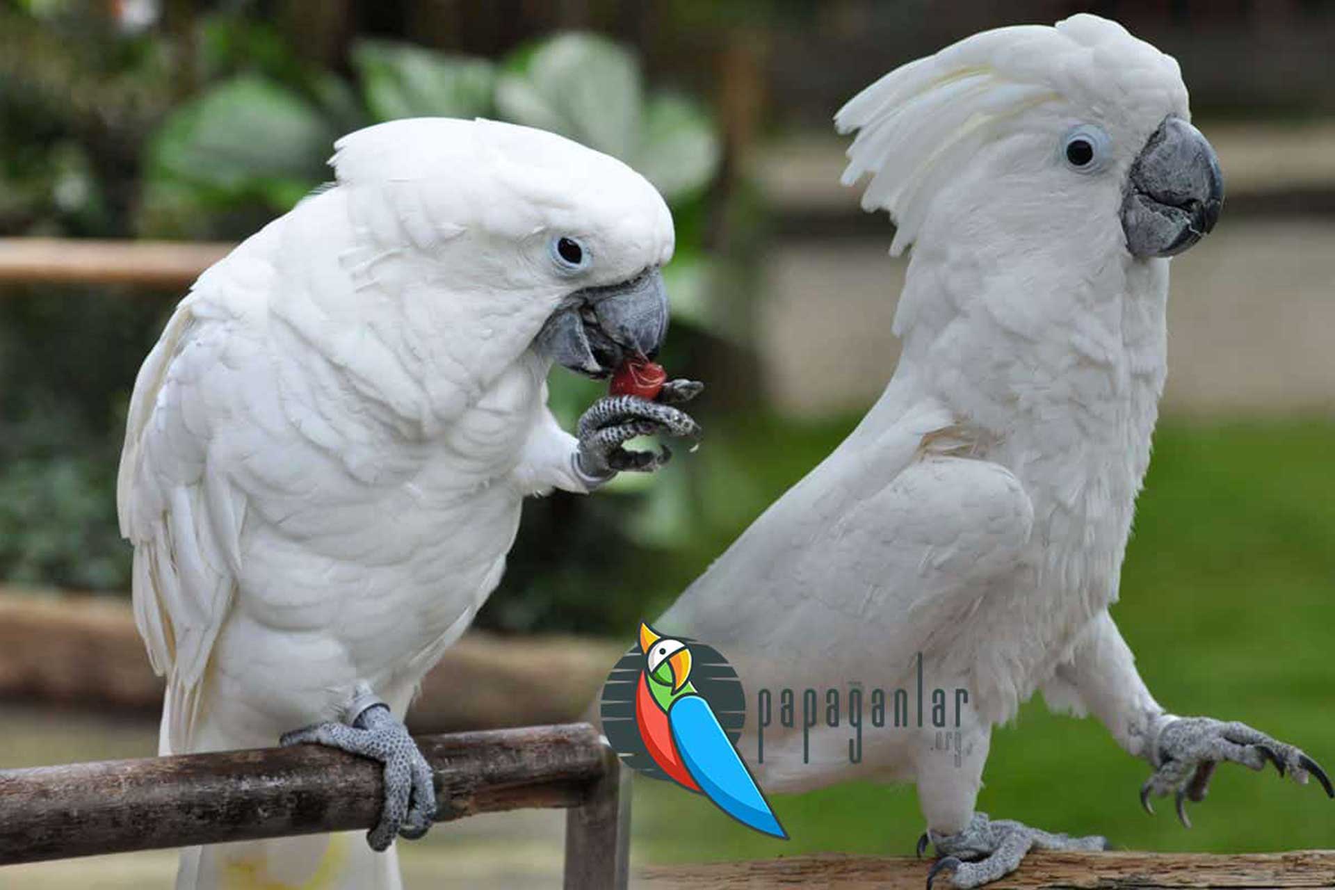Cockatoo Parrot Prices 2023 - Cockatoo Parrot Prices