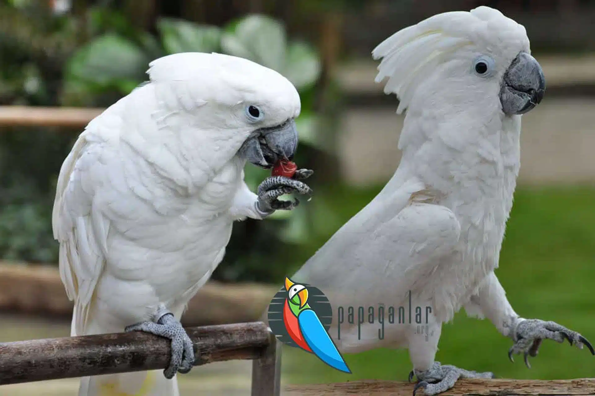 Cockatoo Parrot Prices From the breeder