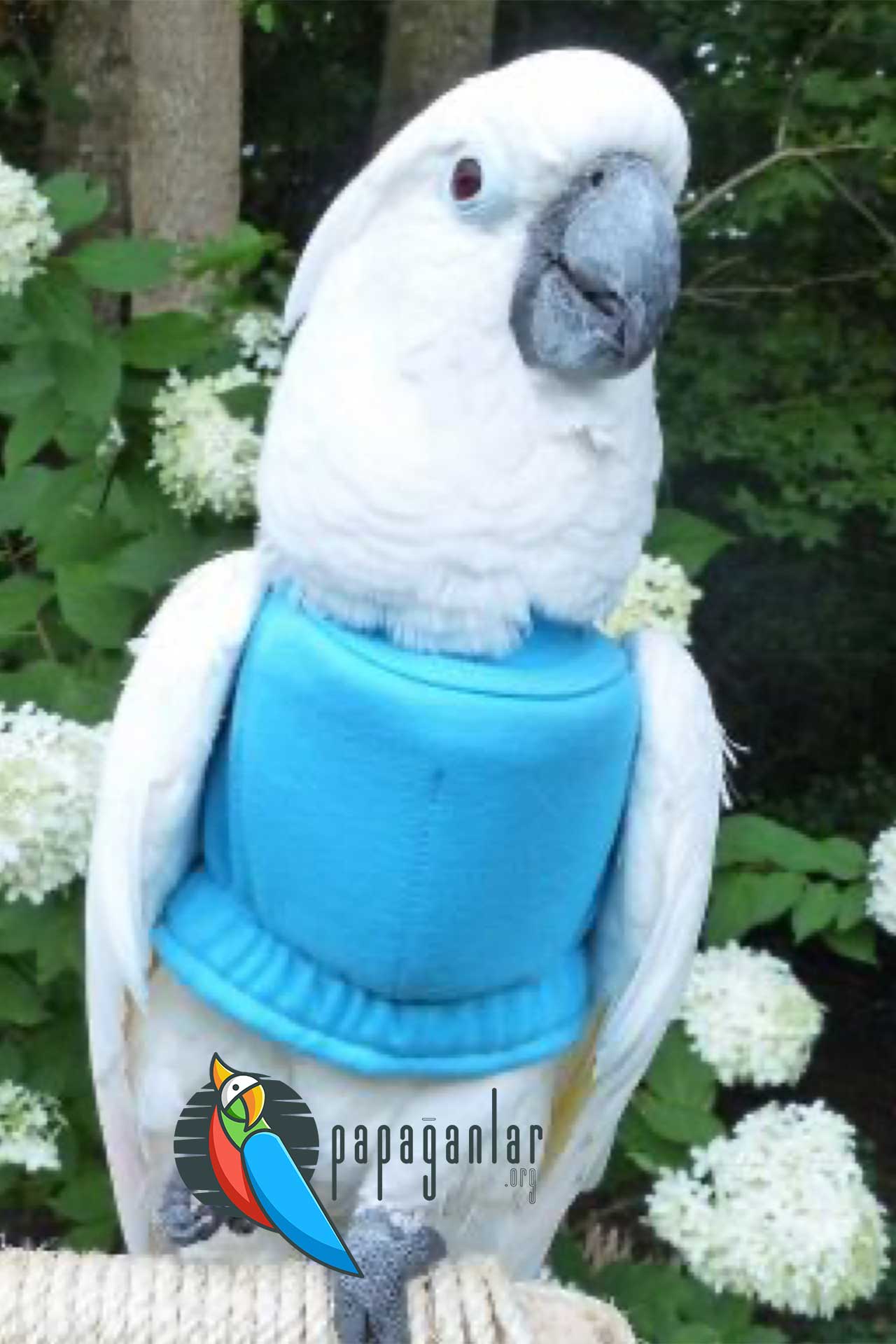cockatoo for sale from the owner