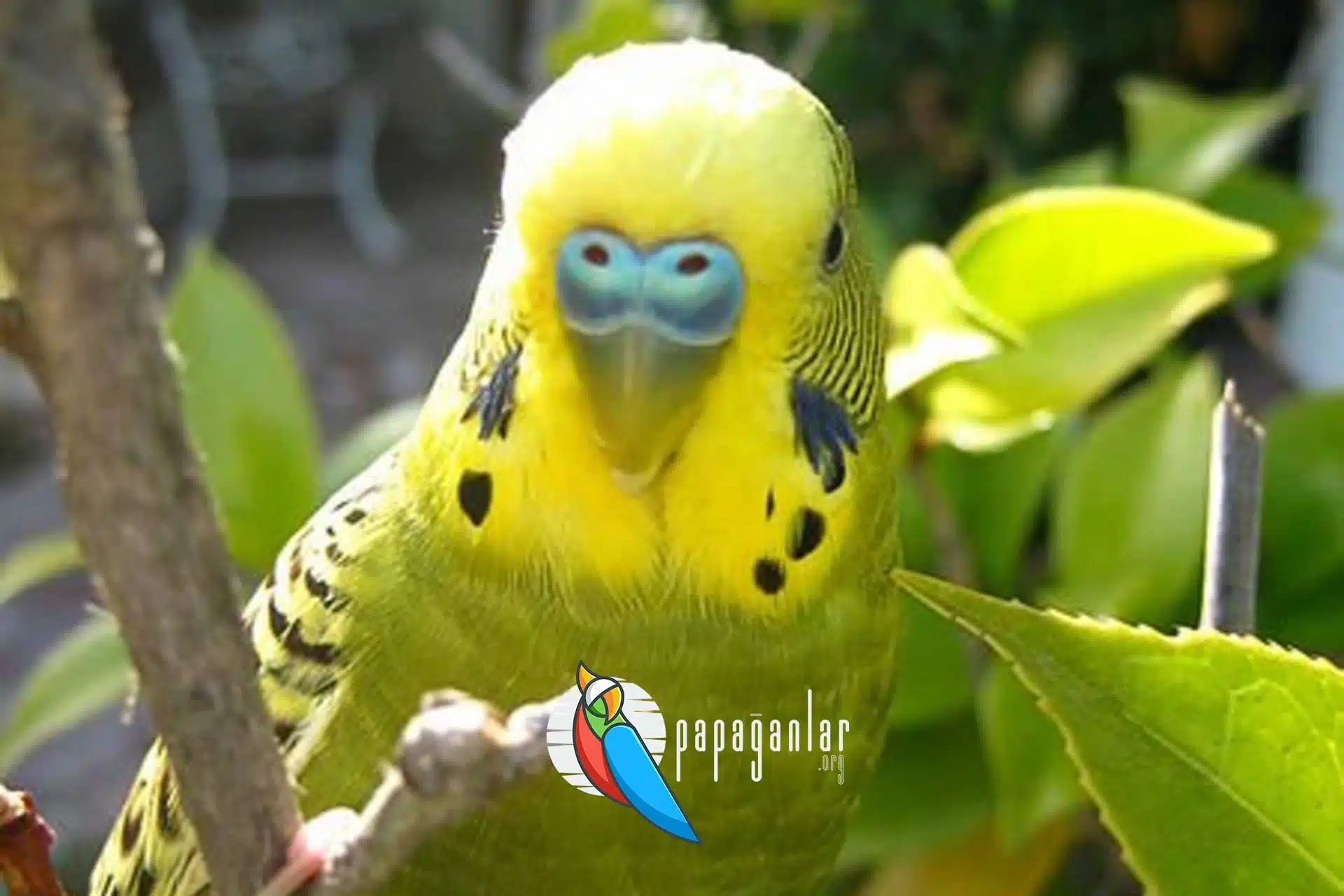 Budgerigar price from the owner