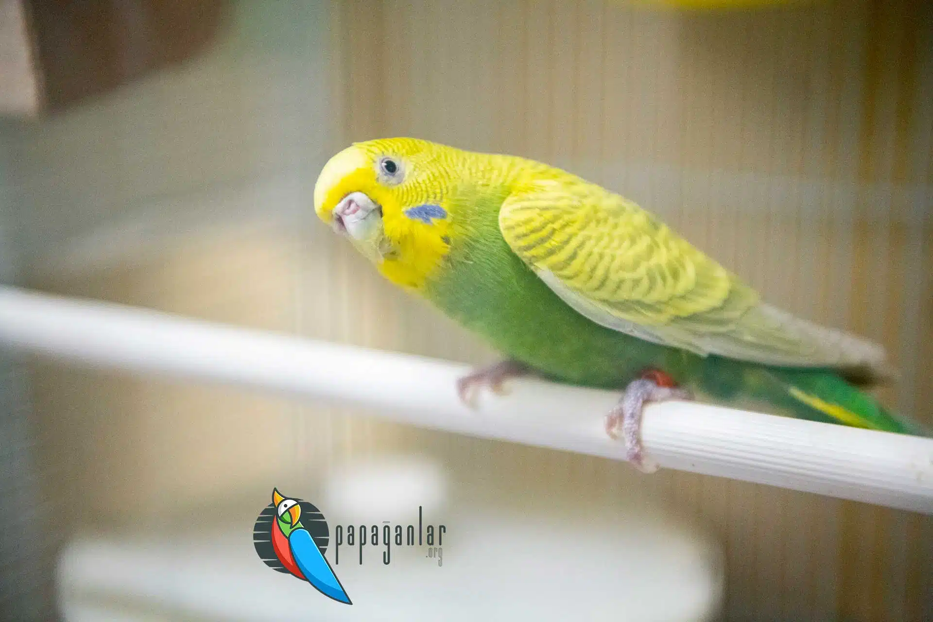 Budgerigar from the owner