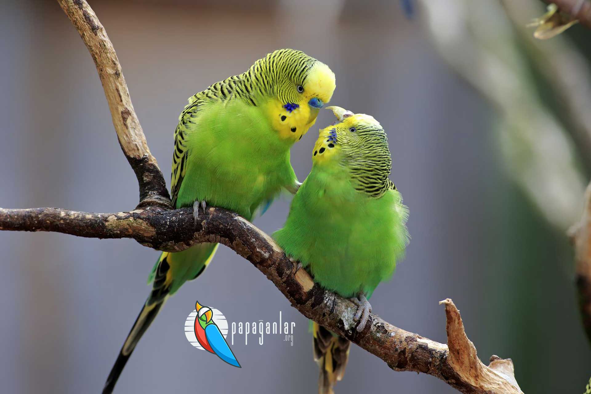 Places selling Budgerigars
