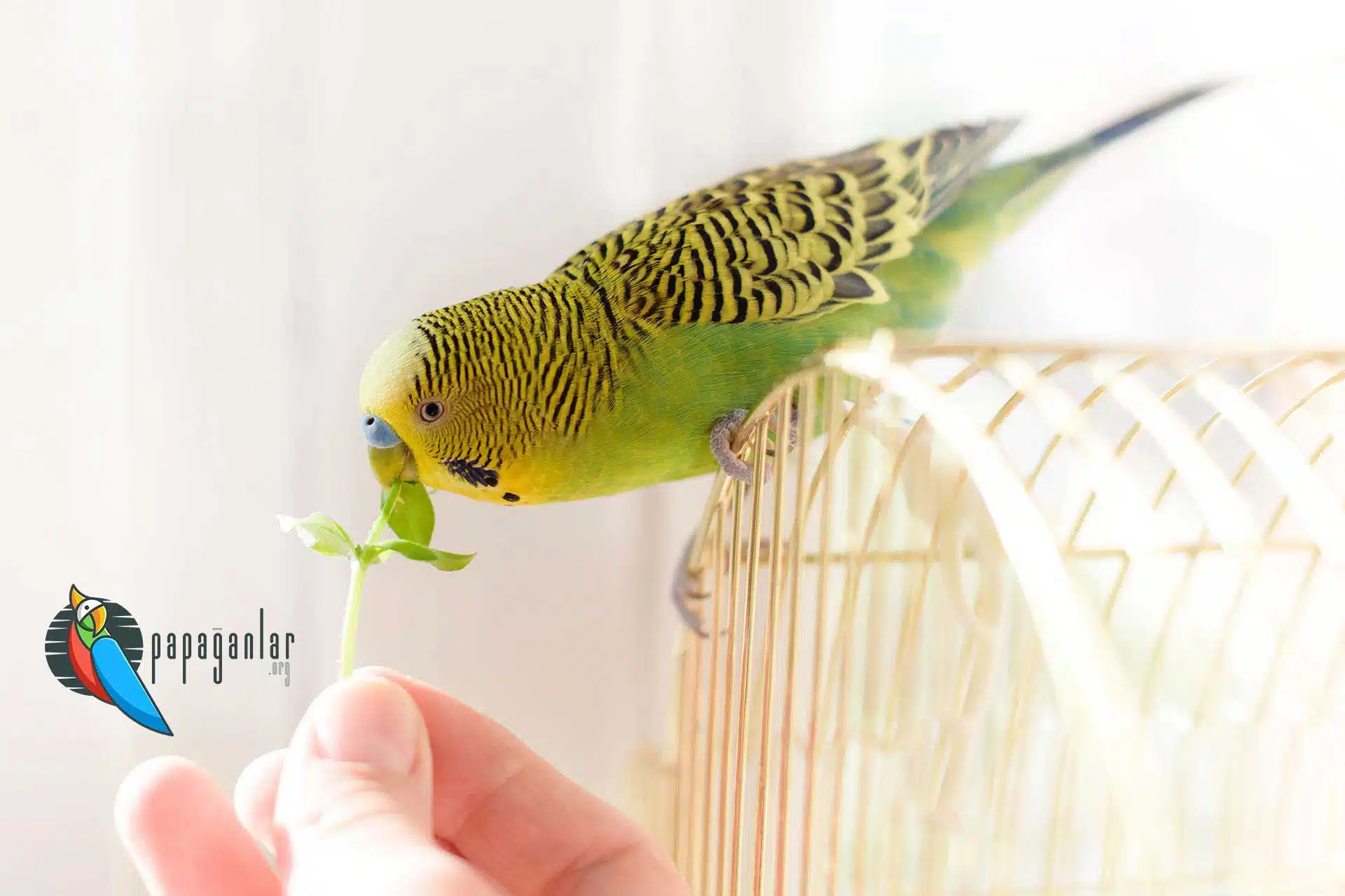 Places to buy Budgerigars