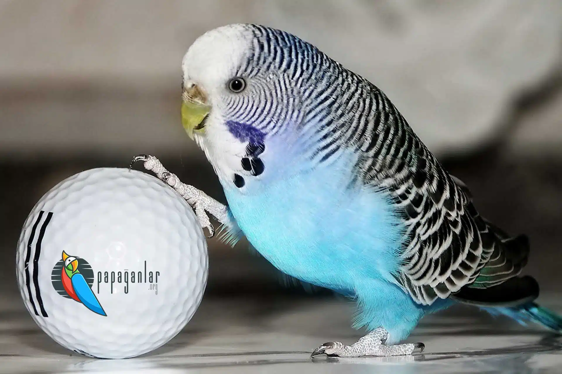 Budgerigar for sale istanbul