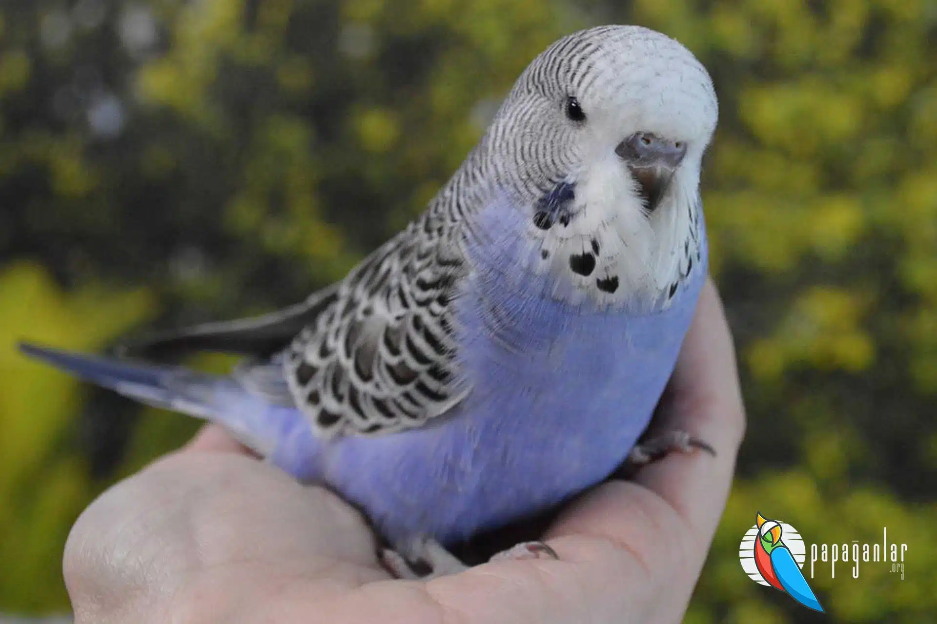 Places to buy budgerigars