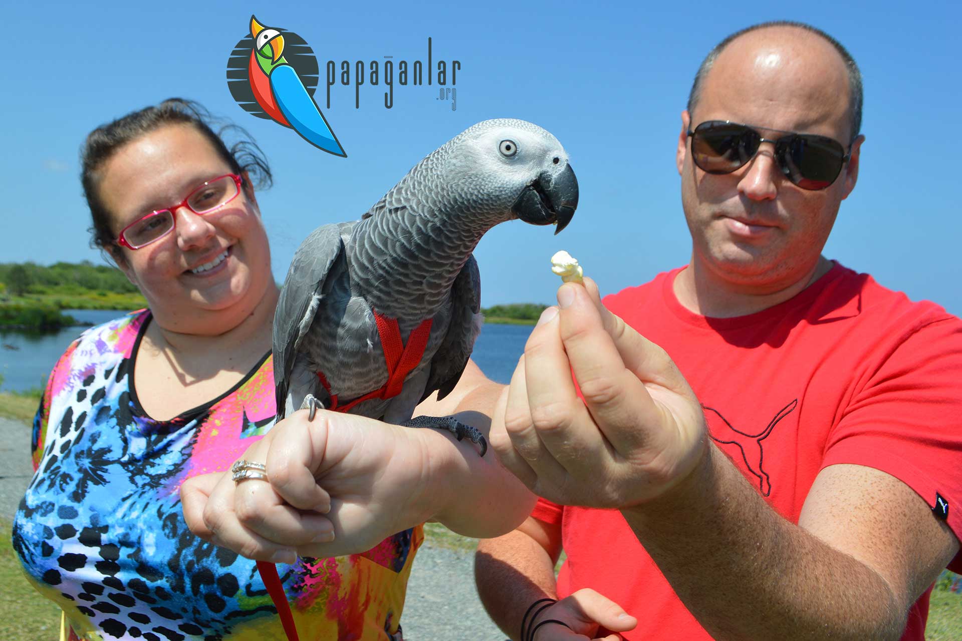 gray parrot ads for sale