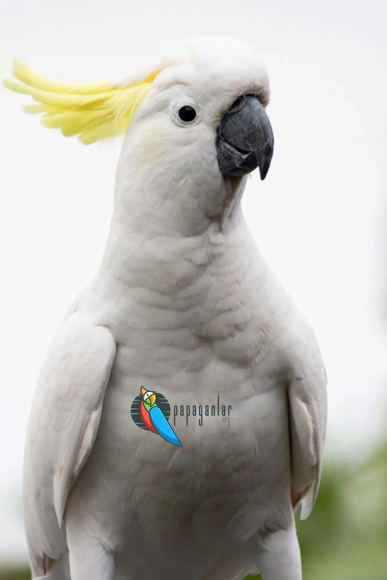 Kakadu Papagei Preise zu verkaufen