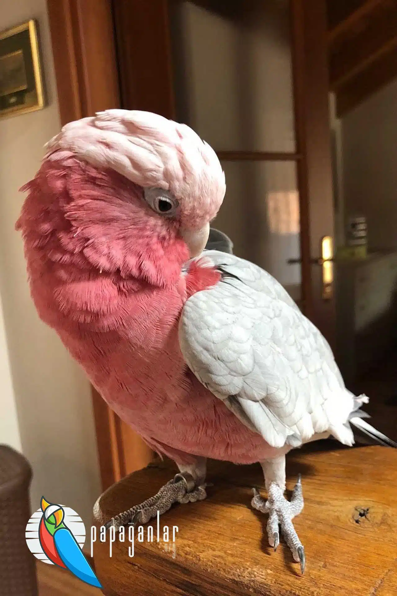 how much is a cockatoo parrot for sale