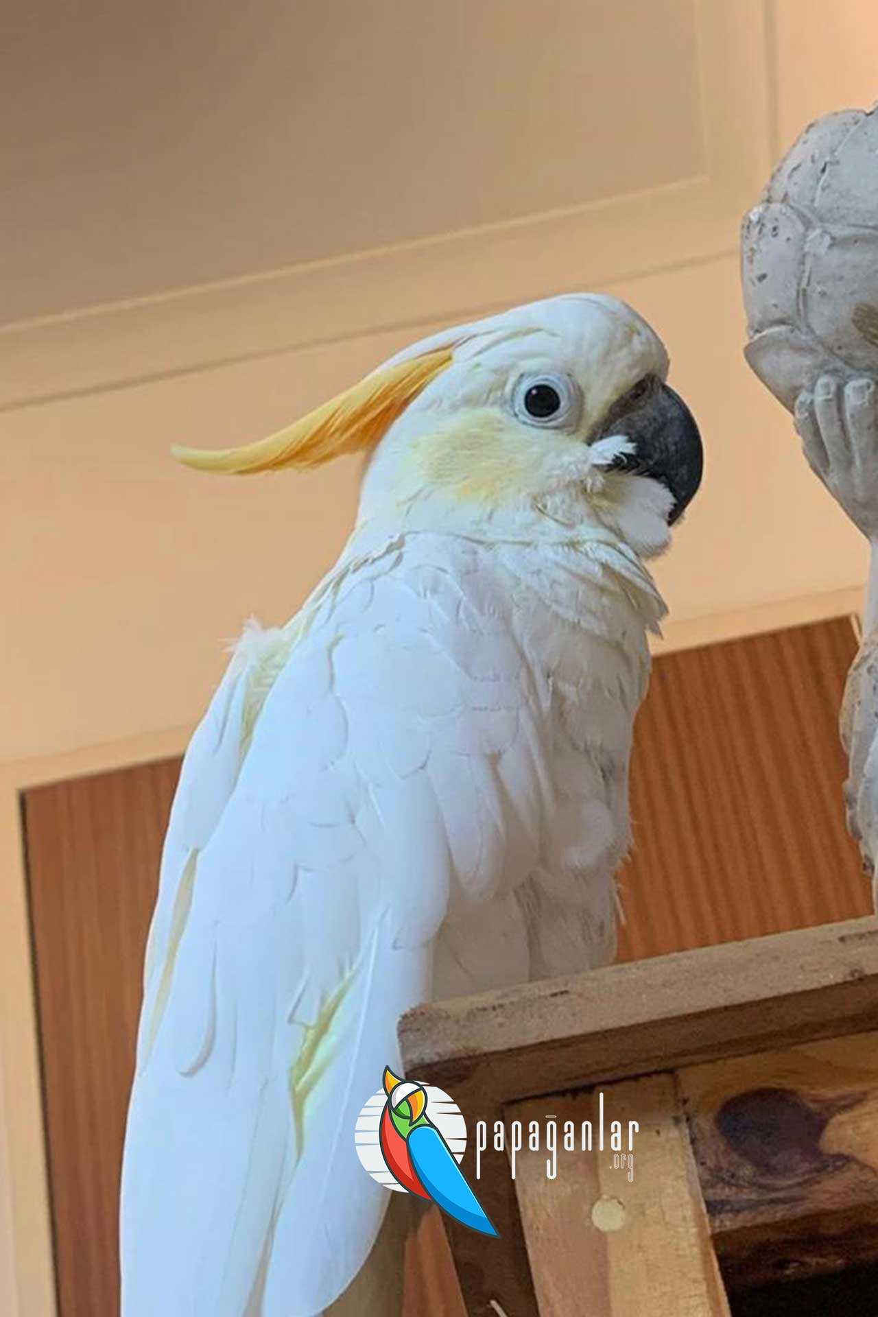 cockatoo parrot egg for sale