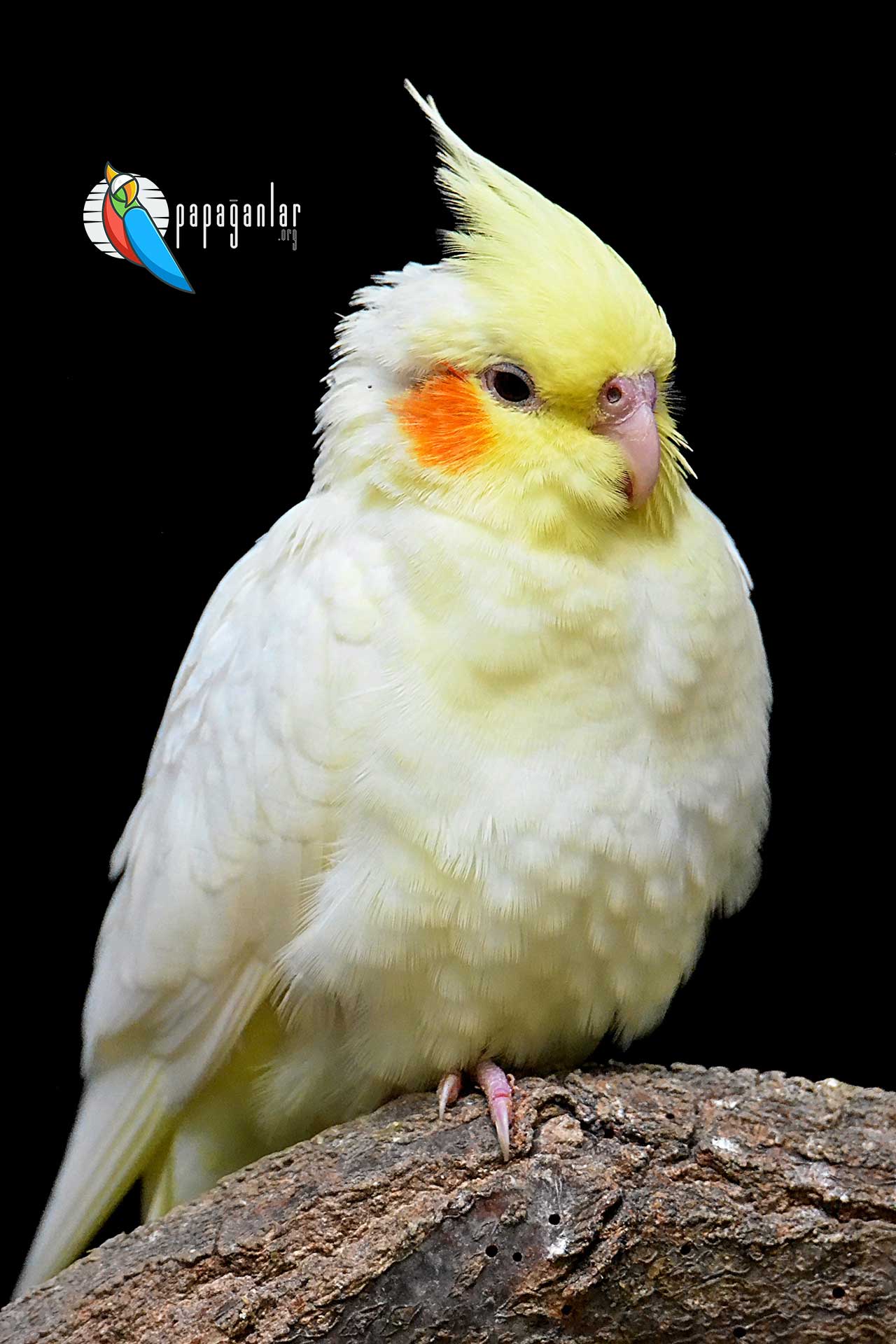 Cockatiel Parrot price from the owner
