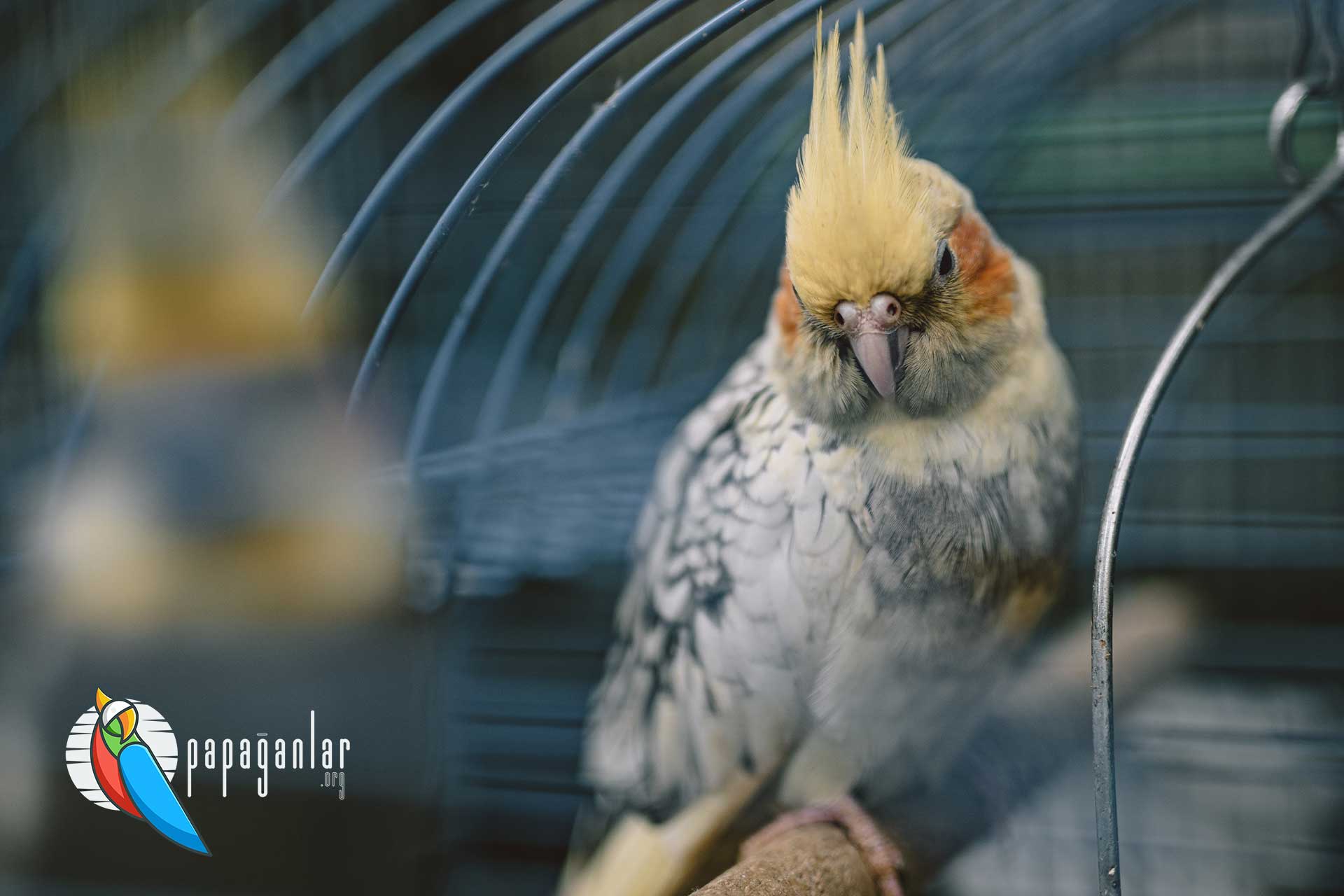 Cockatiel Parrot prices 2022 from the owner
