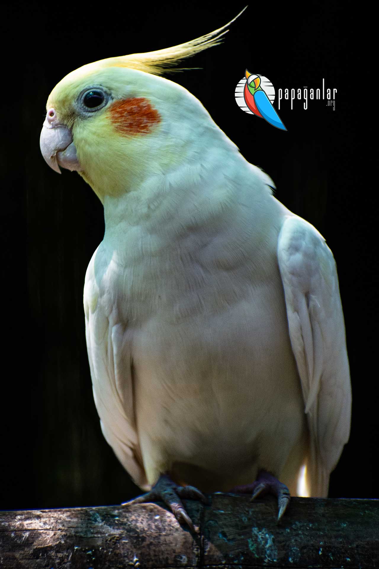 Cockatiel Parrot prices 2022