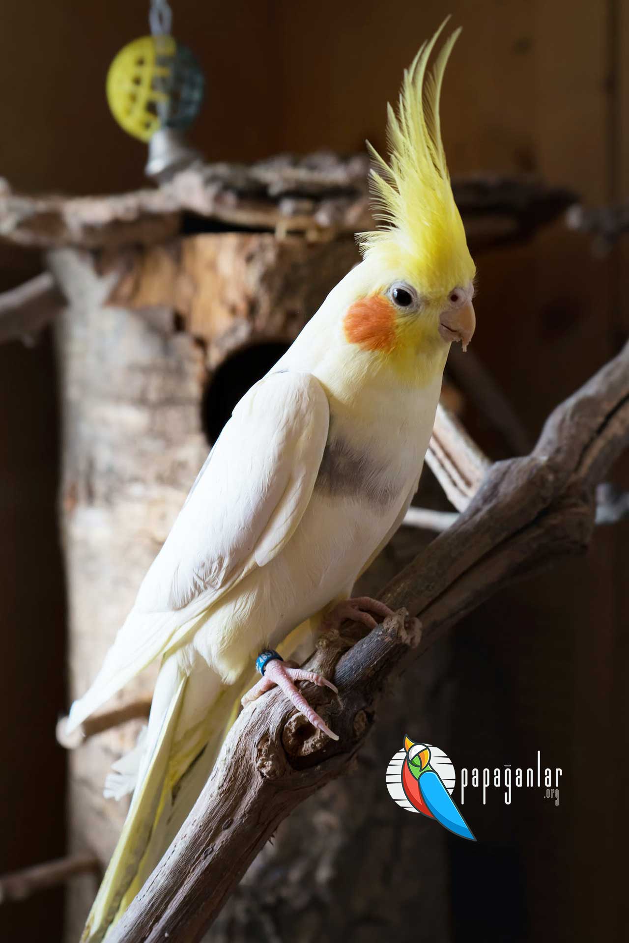 Cockatiel Parrot adoption istanbul