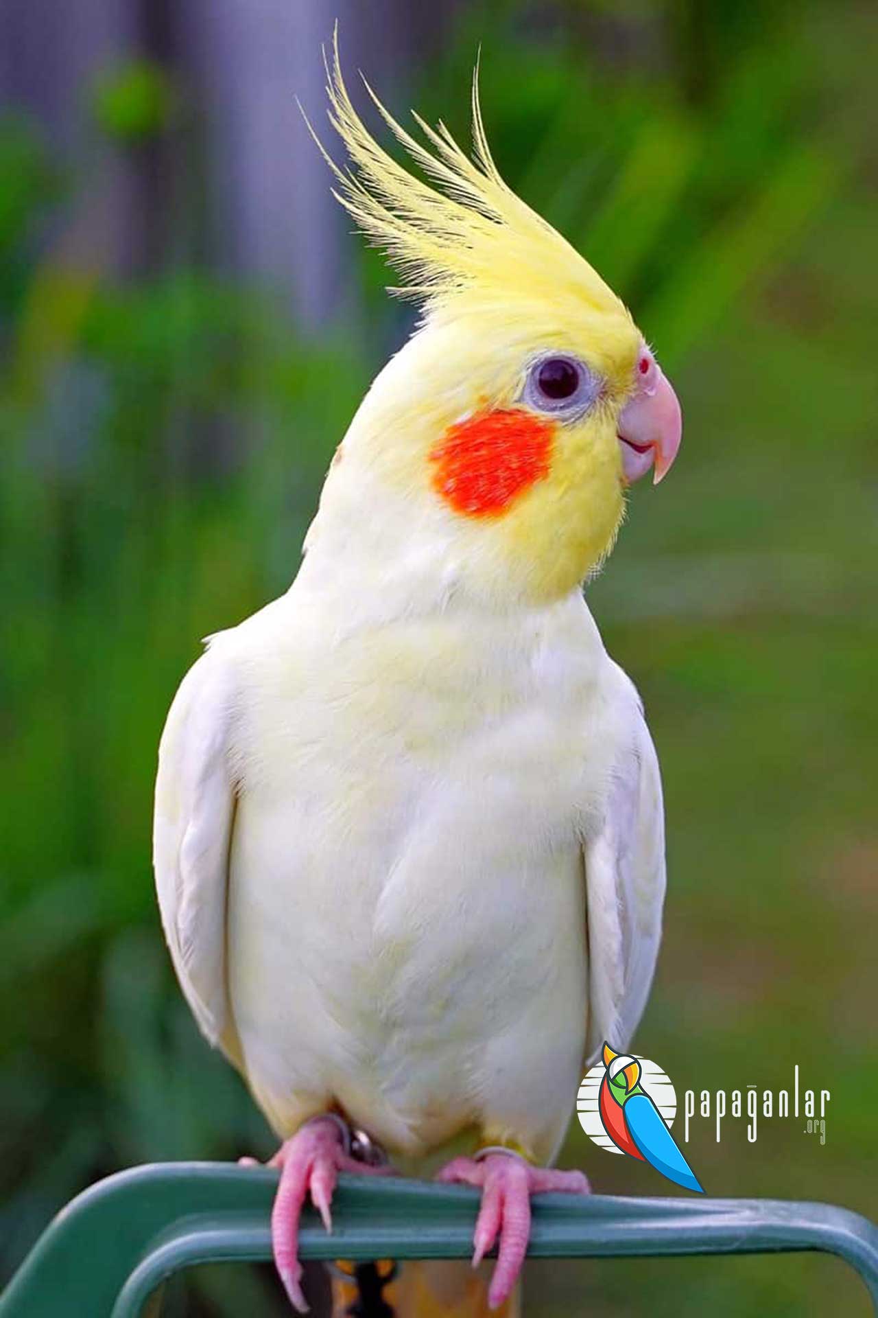Cockatiel Parrot adoption