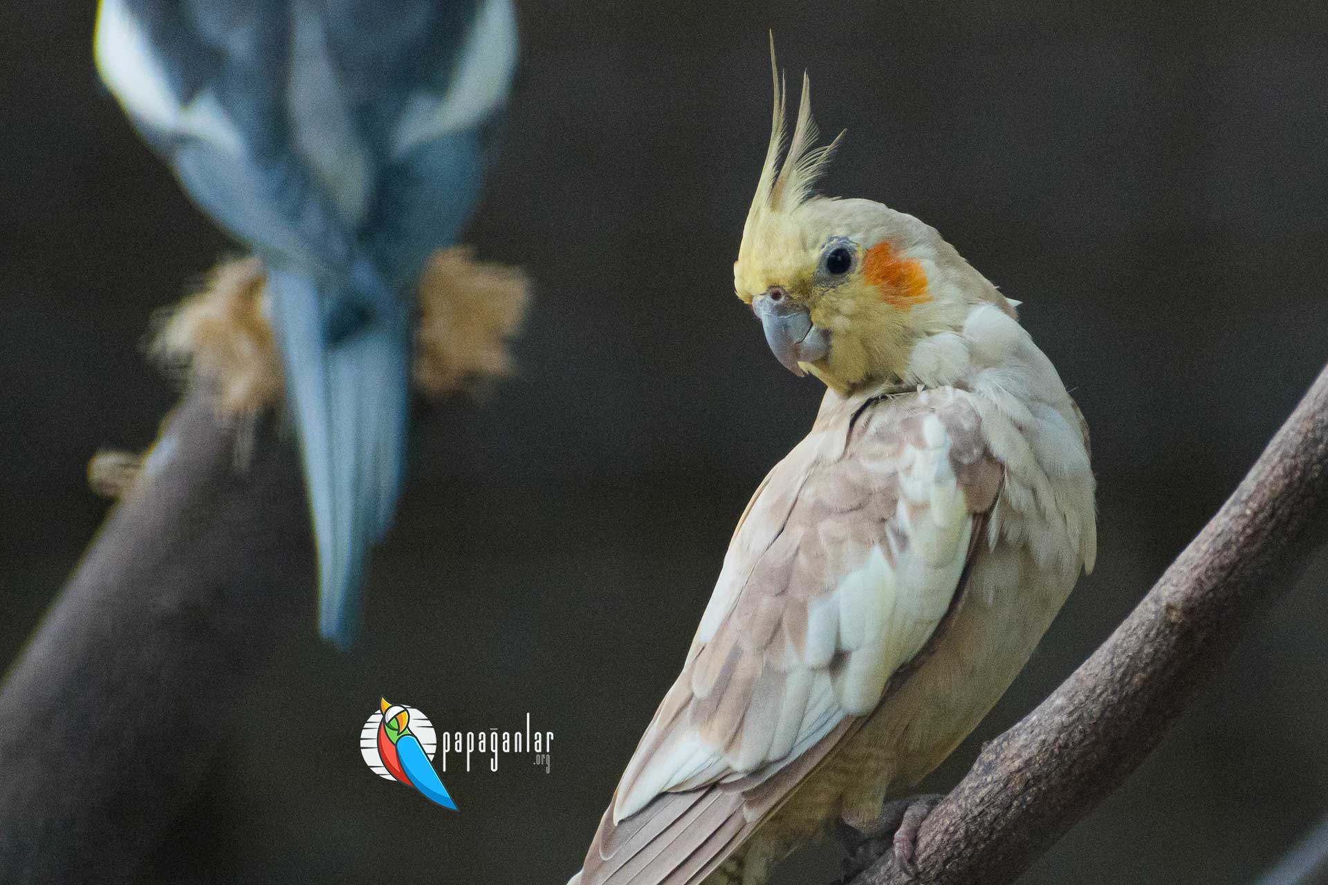 Is the sale of cockatiel Parrots prohibited?