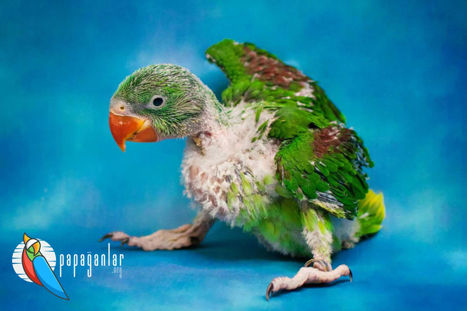 baby alexander parrot price
