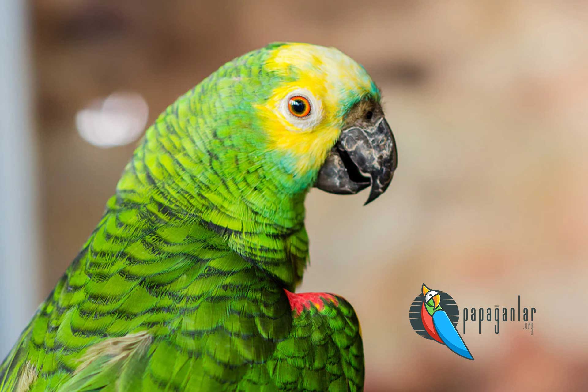 Pflege von Amazonas-Papageien