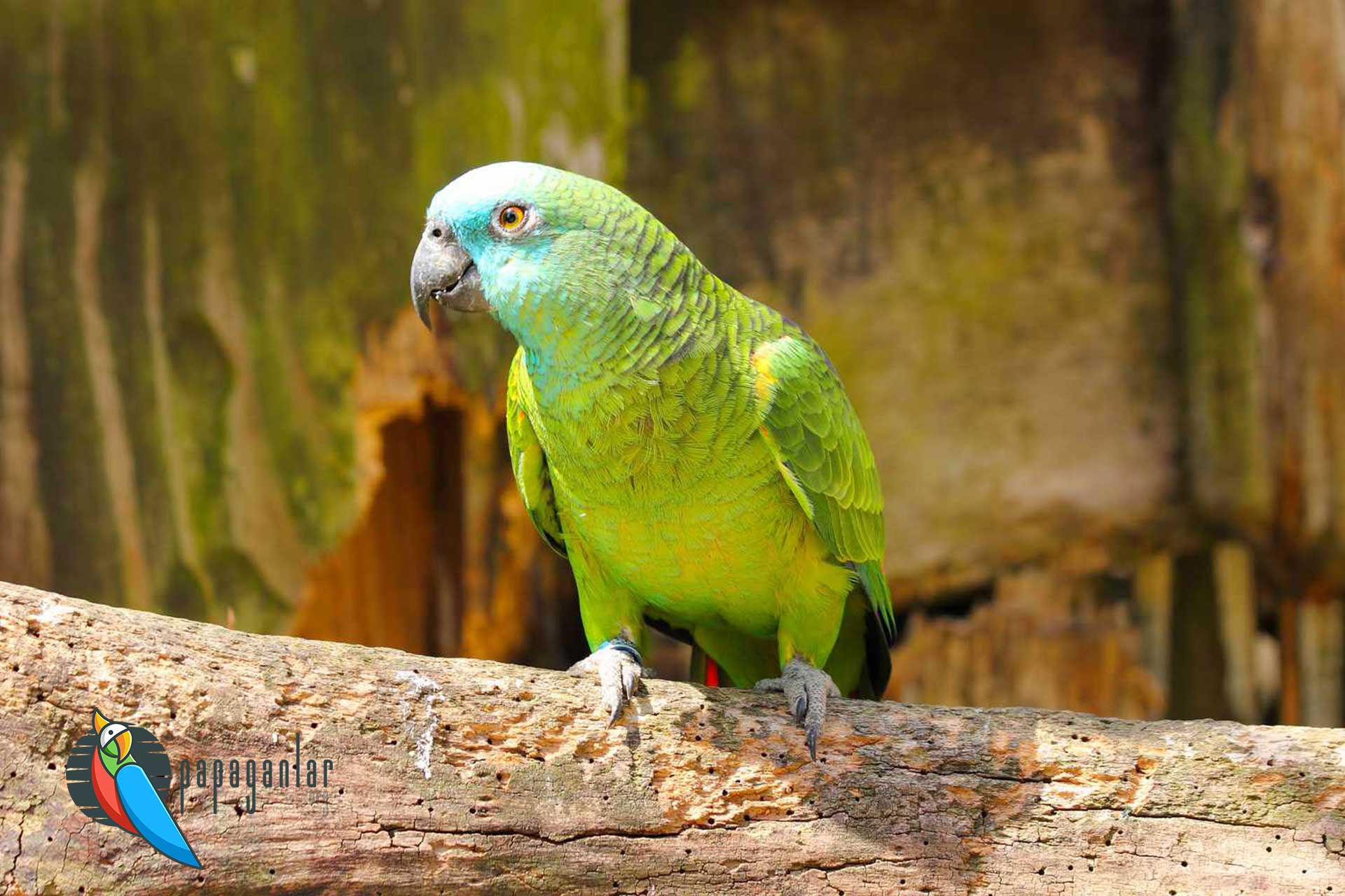 Amazon parrot price