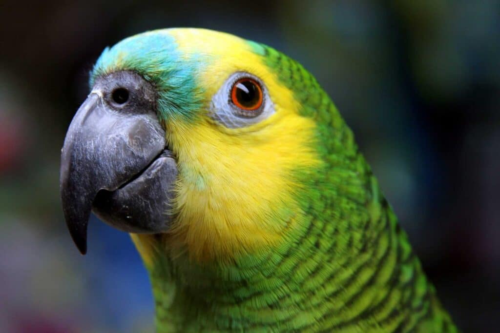 Amazon papağanı fiyatları 2023
