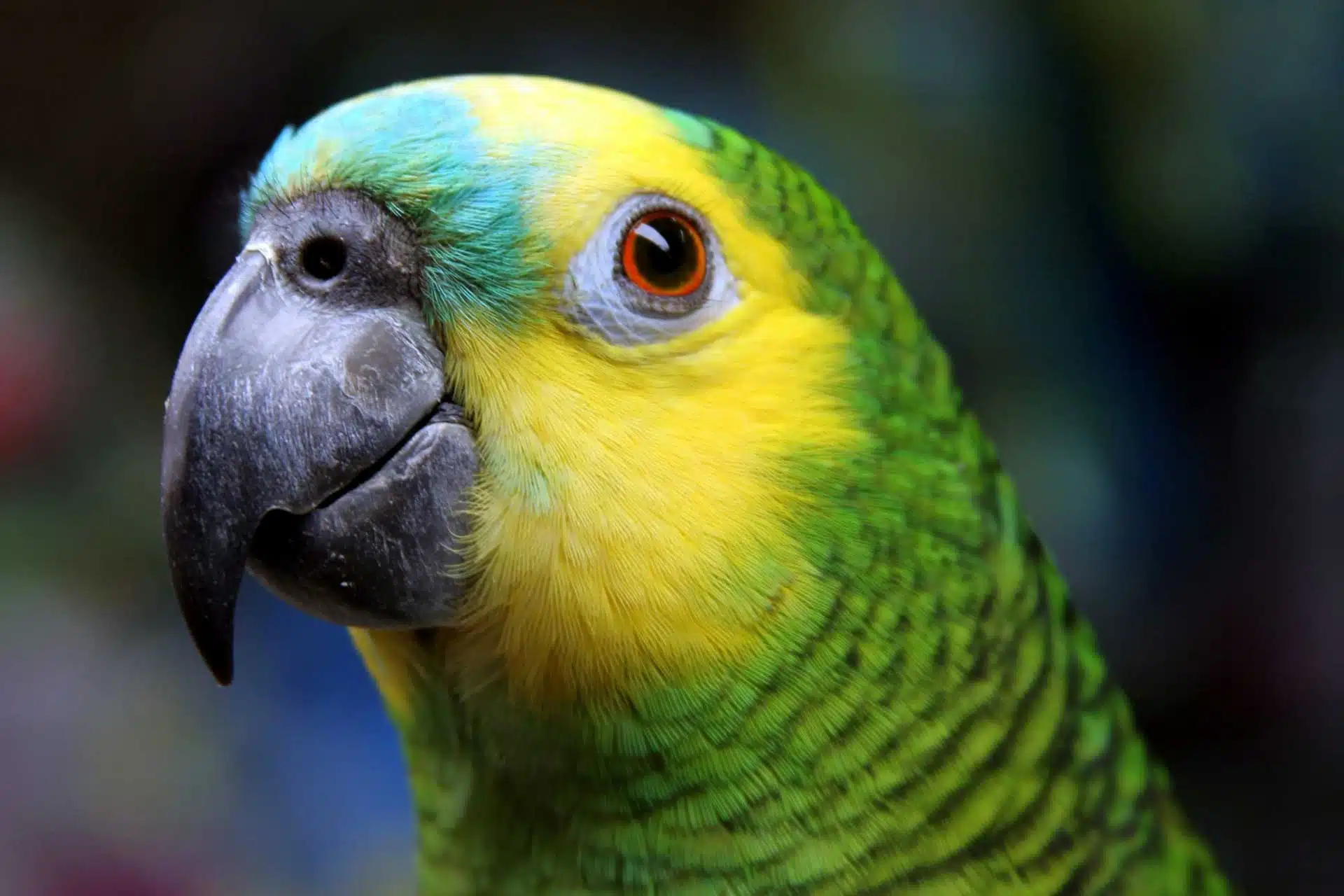 Amazon parrot prices 2023