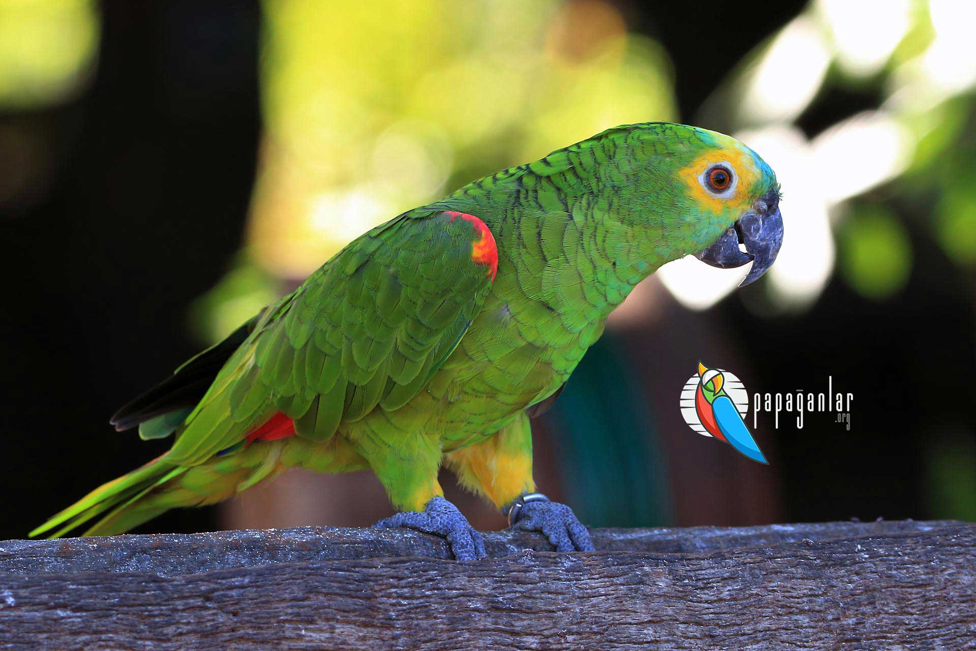 Amazonas Papagei Preise