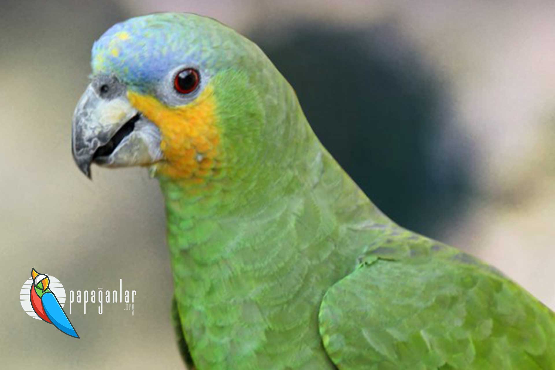 Amazonas-Papagei vom Besitzer