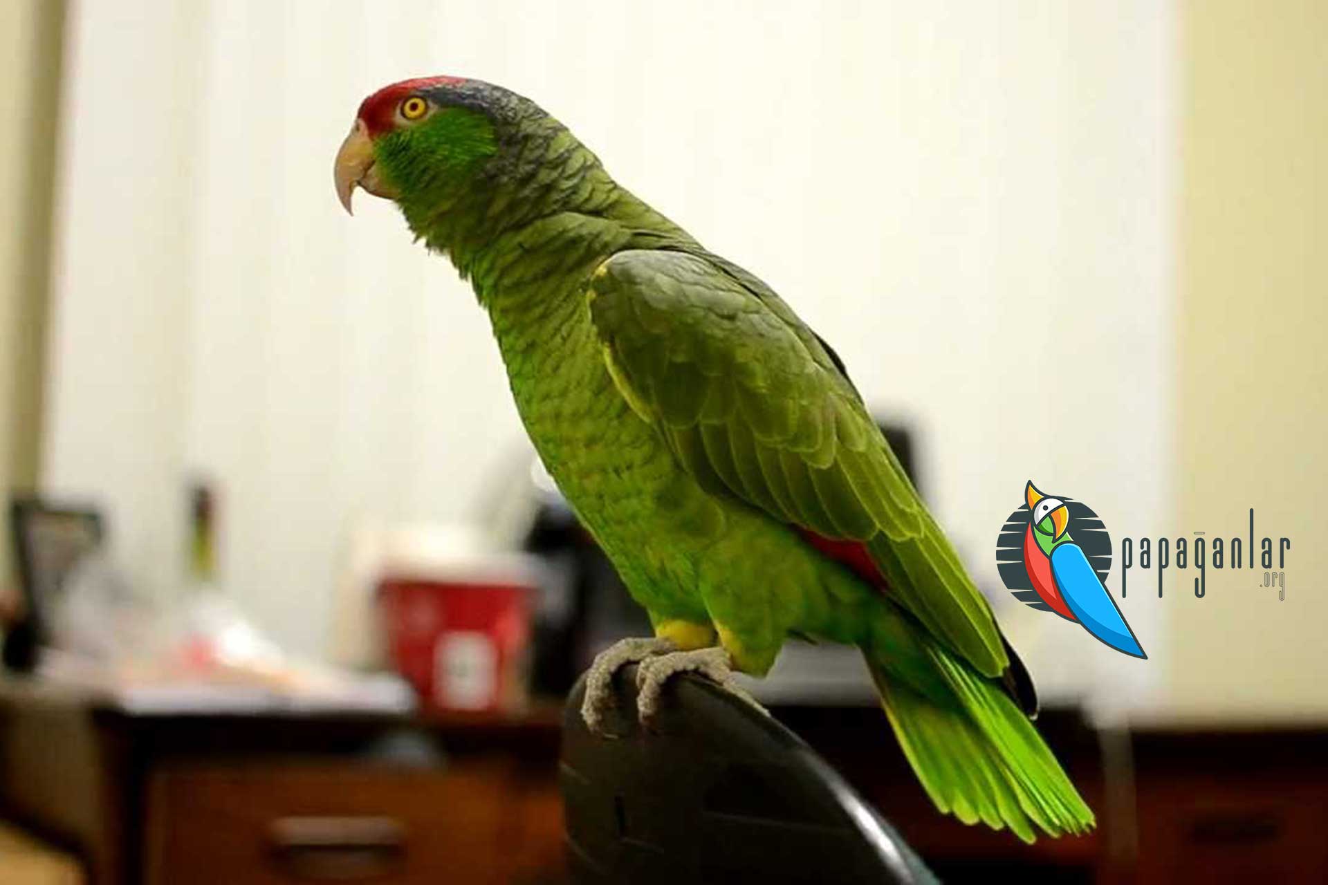 Amazonas-Papagei-Adoption