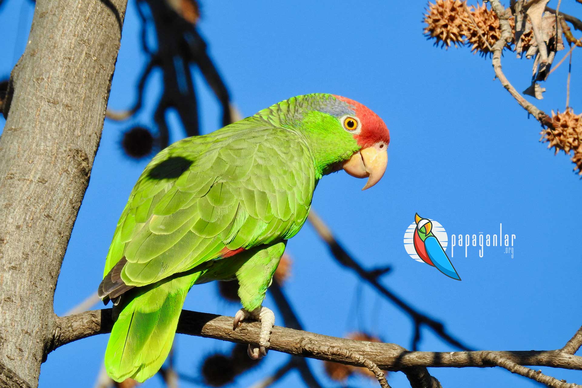 Amazon Papageienverkäufer