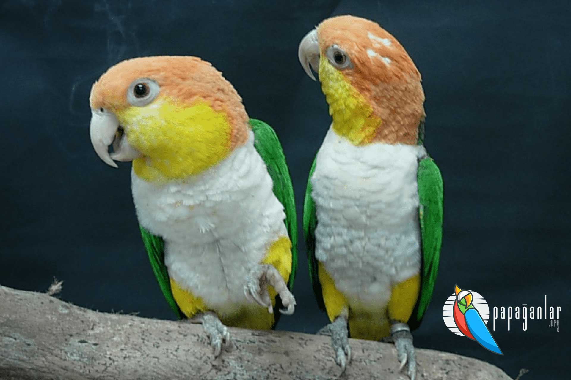 Caique Papagei Pflege