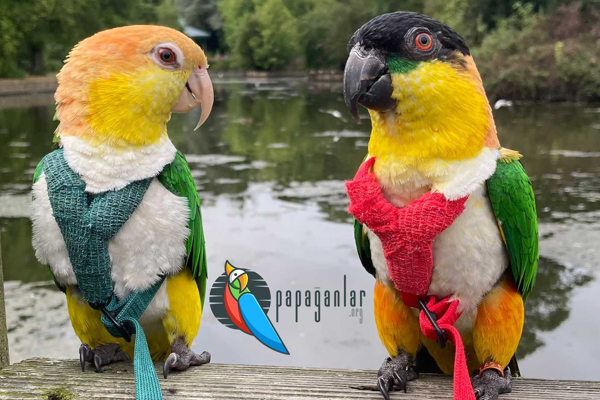 Kaique-Papageien-Adoption