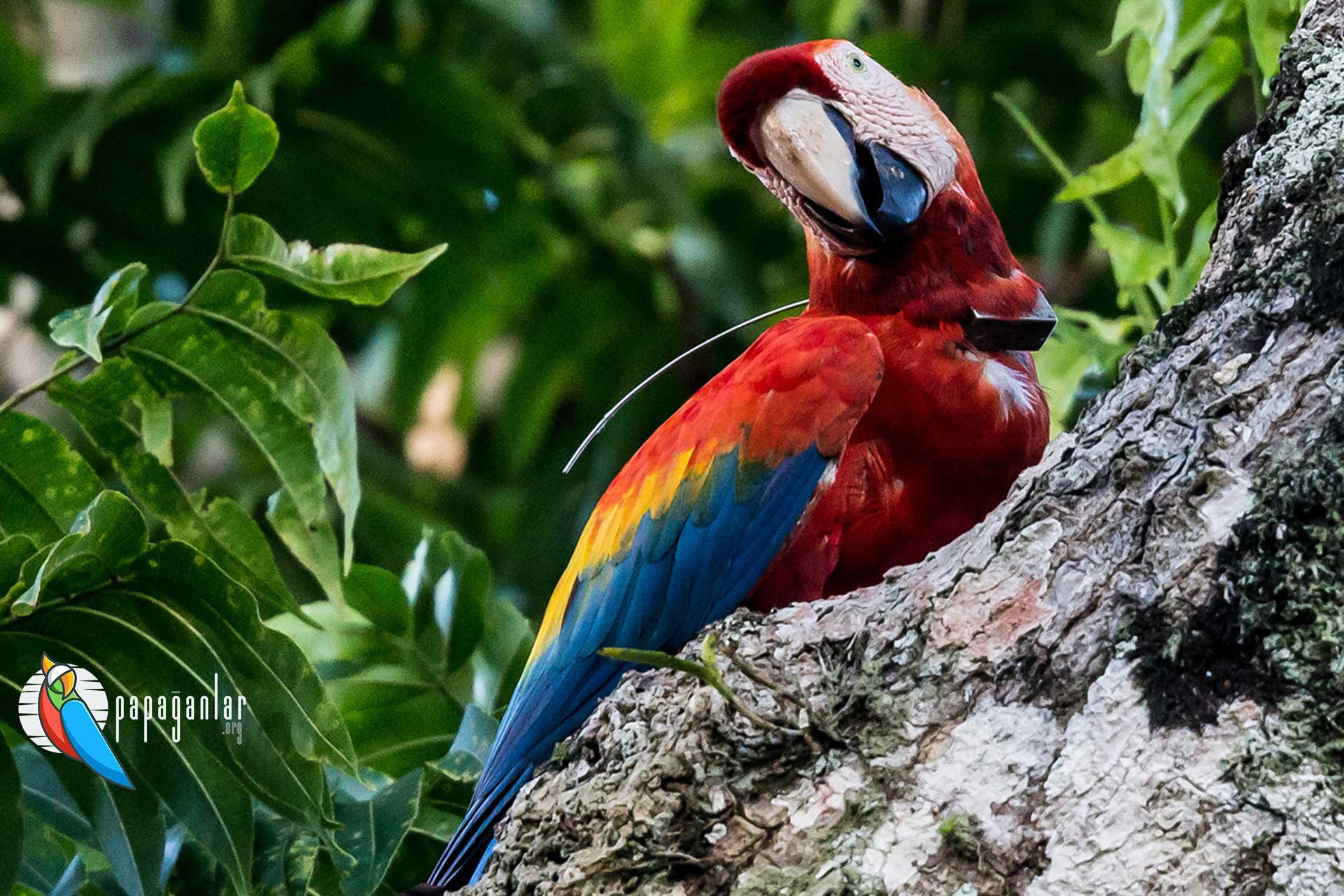 dişi macaw papağanı fiyatları