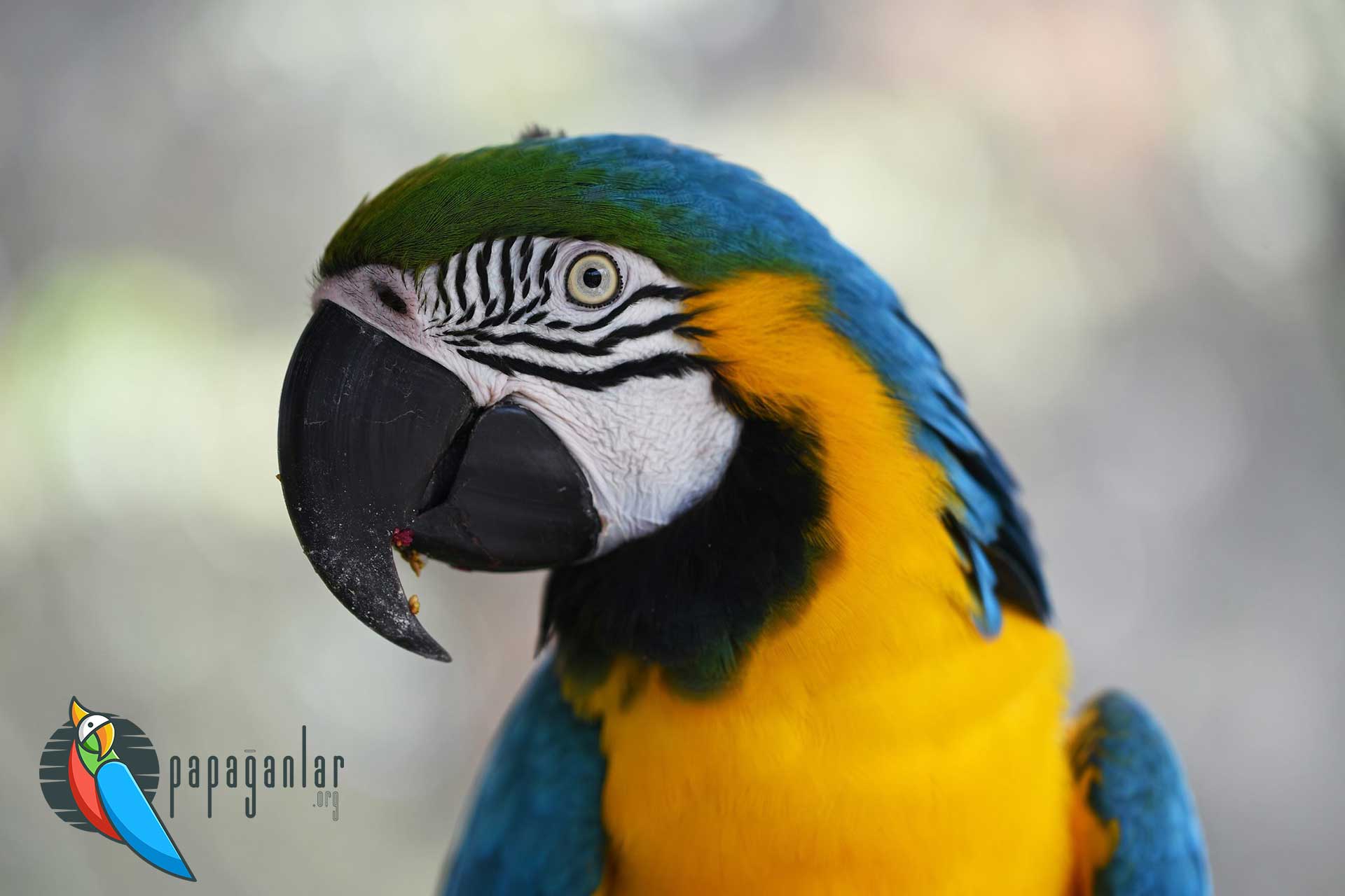 erkek macaw papağanı fiyatları