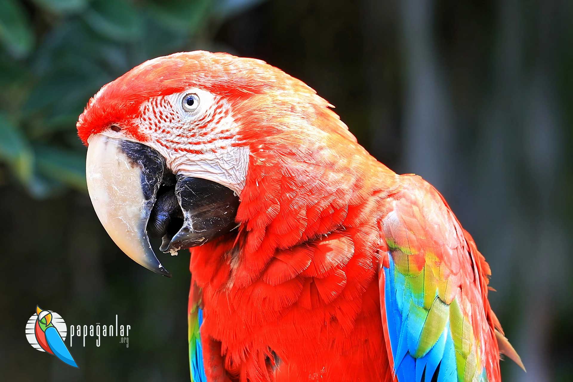red macaw parrot prices