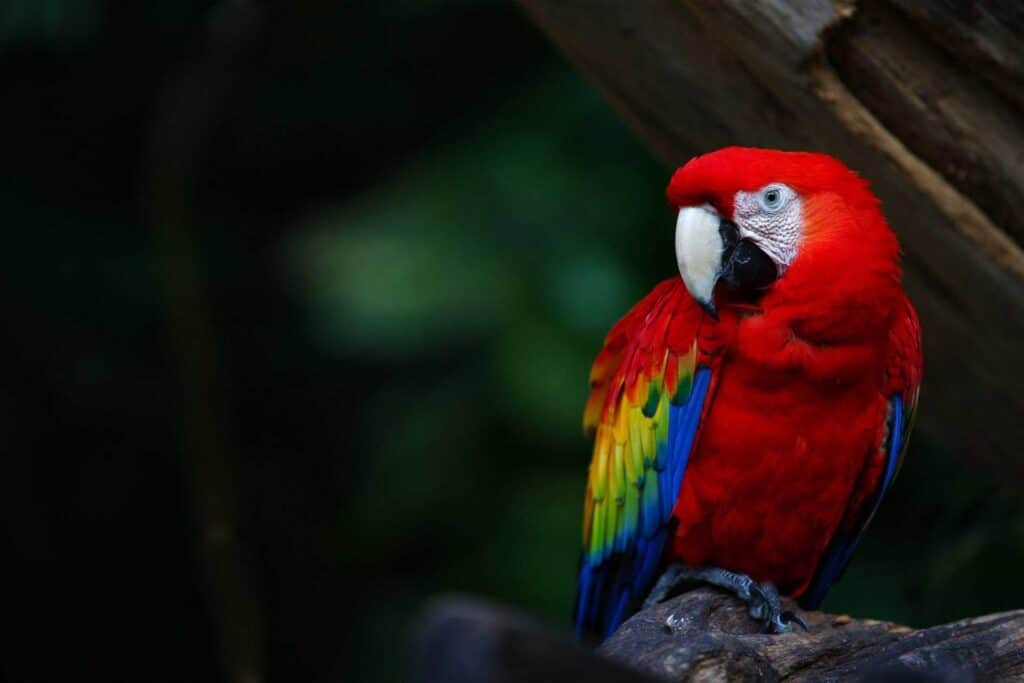 Macaw Papağan Fiyatları 2023
