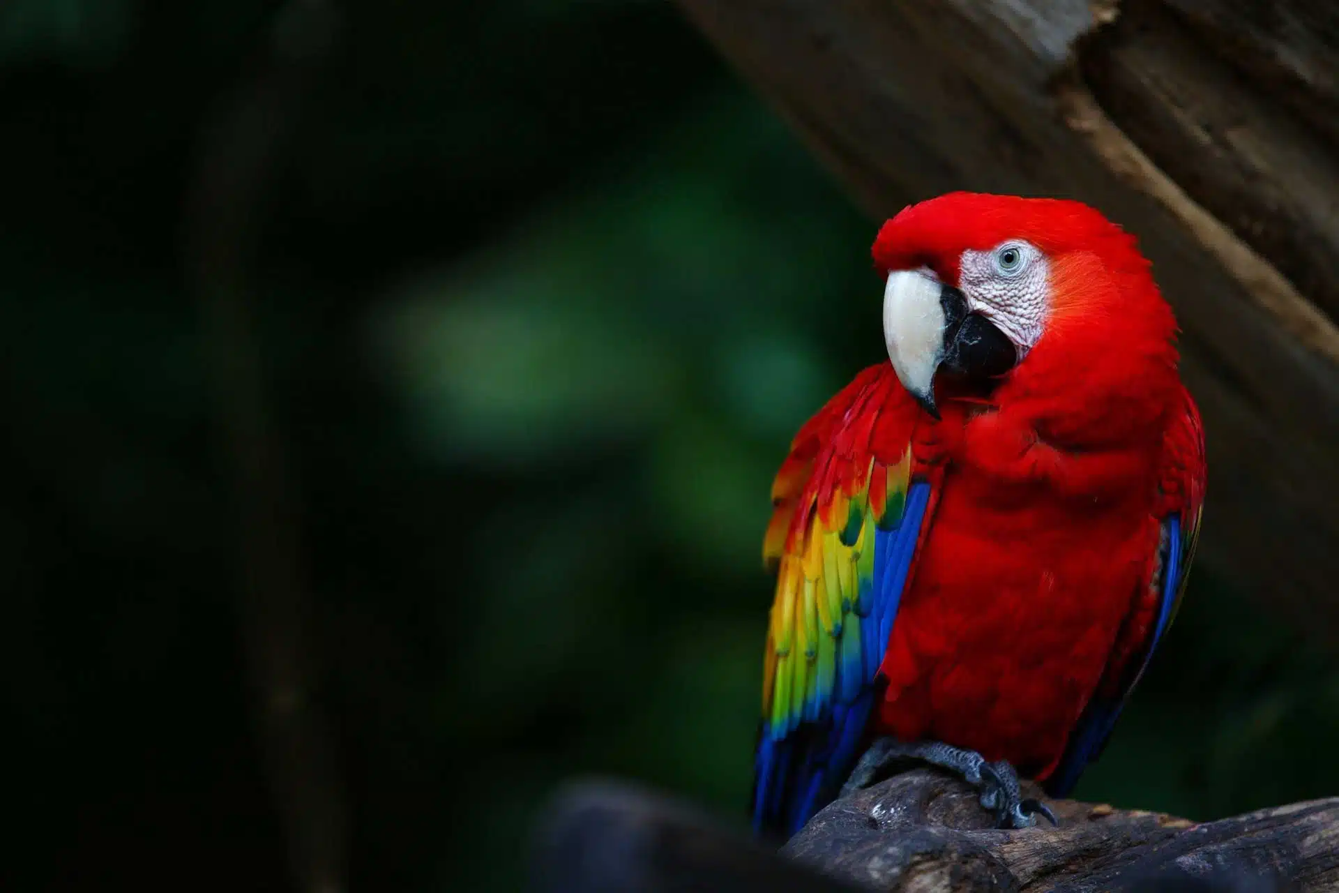 Macaw Parrot Prices 2023