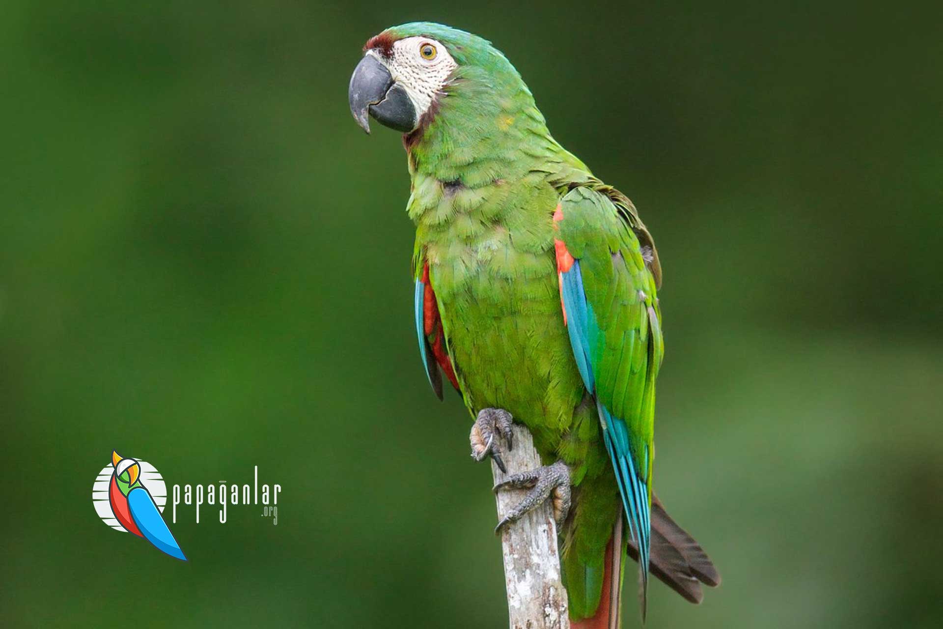 macaw papağan satan yerler