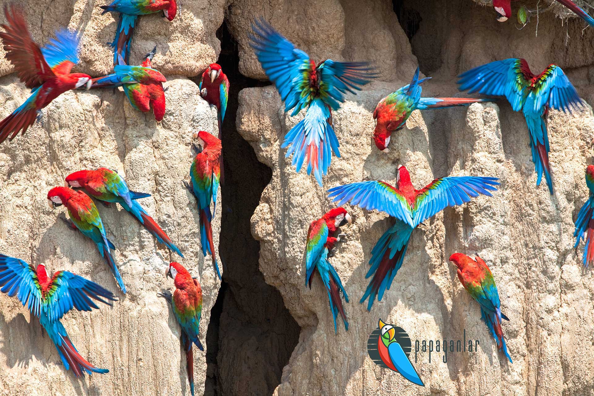 macaw papağan satış