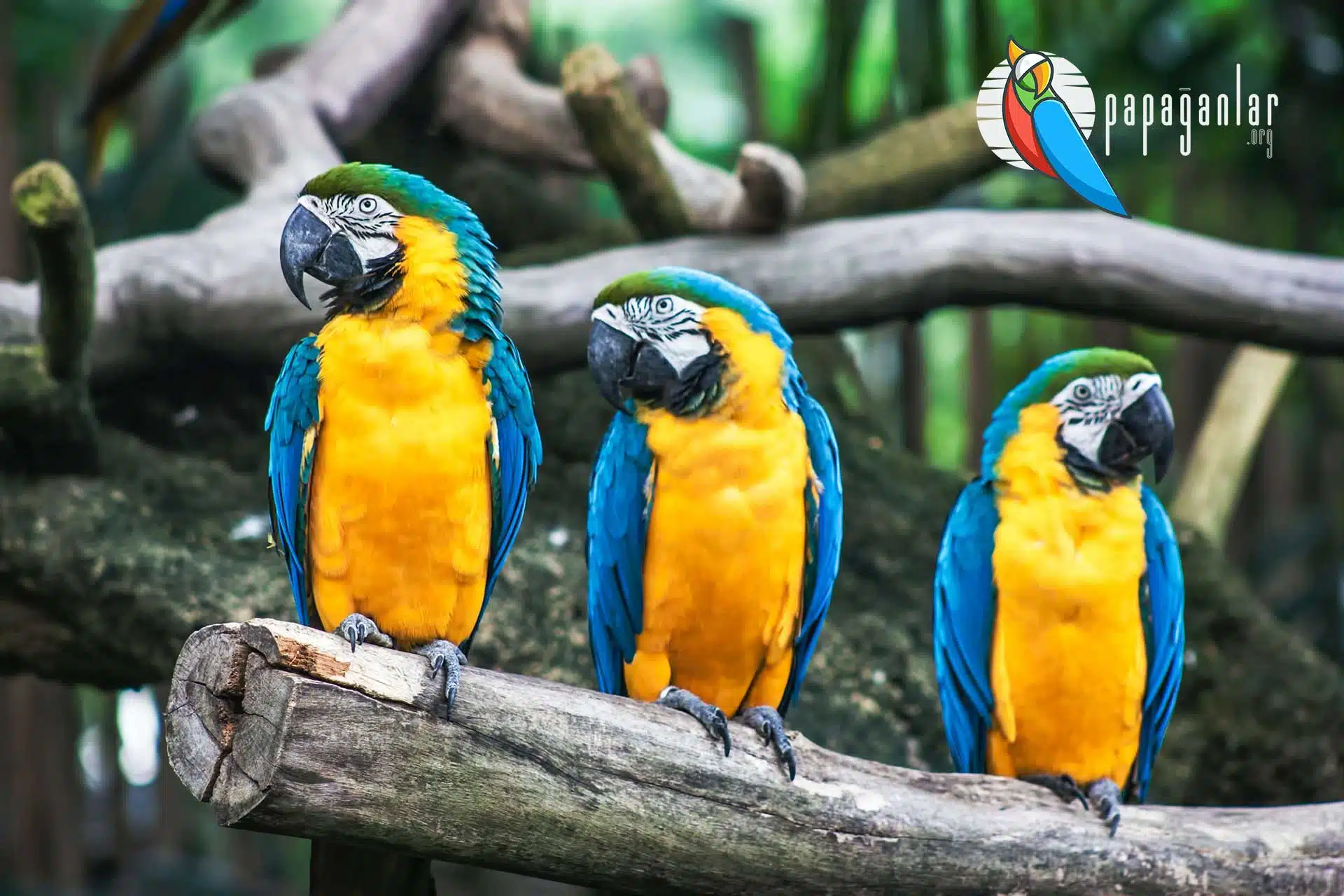 macaw papağanı fiyatı ve özellikleri