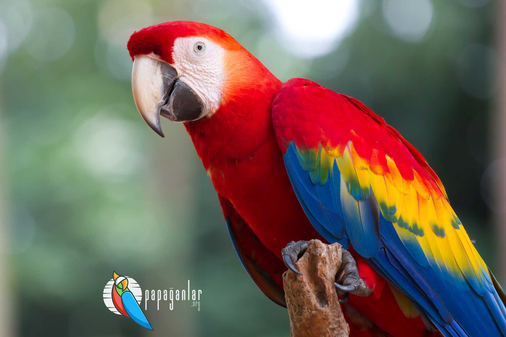 macaw papağanı fiyatları 2022